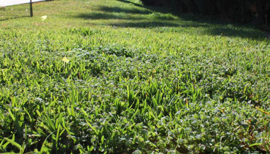 Unkraut im Rasen - Gras, Rasen oder Unkraut?