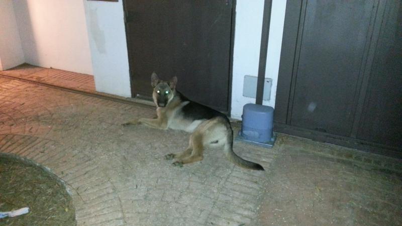 Unser Schäferhund Rexi bewacht Nachts die Einfahrt