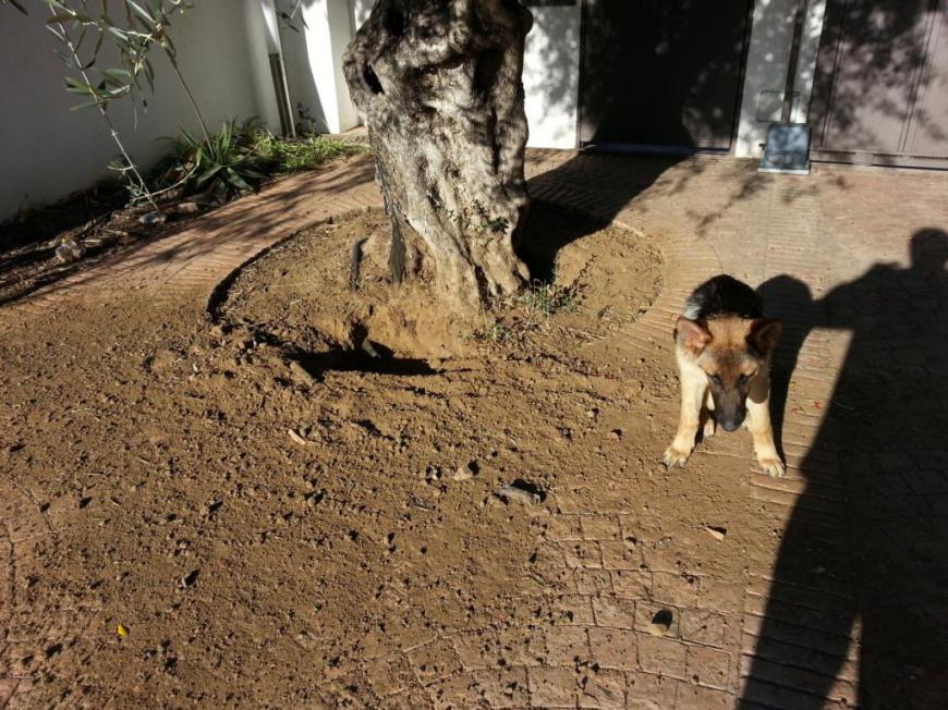 Schäferhund Rexi gräbt sich ein Bett vor dem Tor
