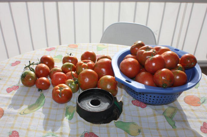 Späte Tomatenernte im November