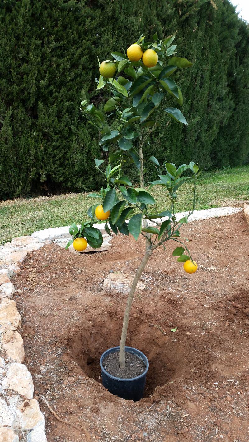 Mein neuer Orangenbaum - Salustiana - Valencia