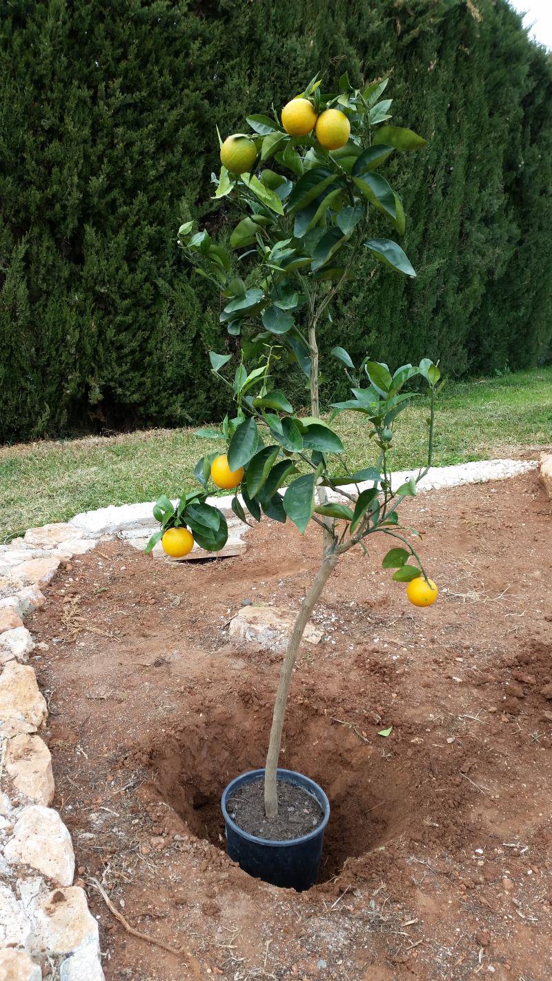 Orangenbaum pflanzen Mein neuer Orangenbaum - Salustiana - Valencia