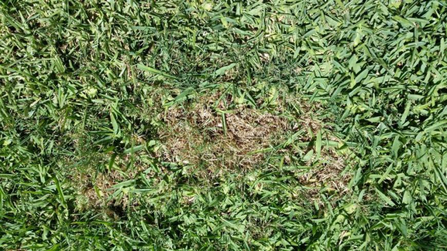 Hunde Pinkelfleck / Urinfleck im Gras