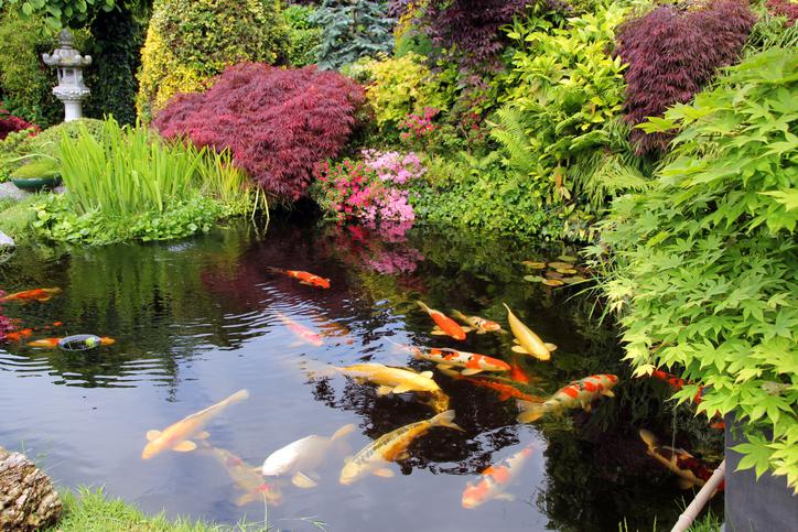 Gartenteich mit Fischen