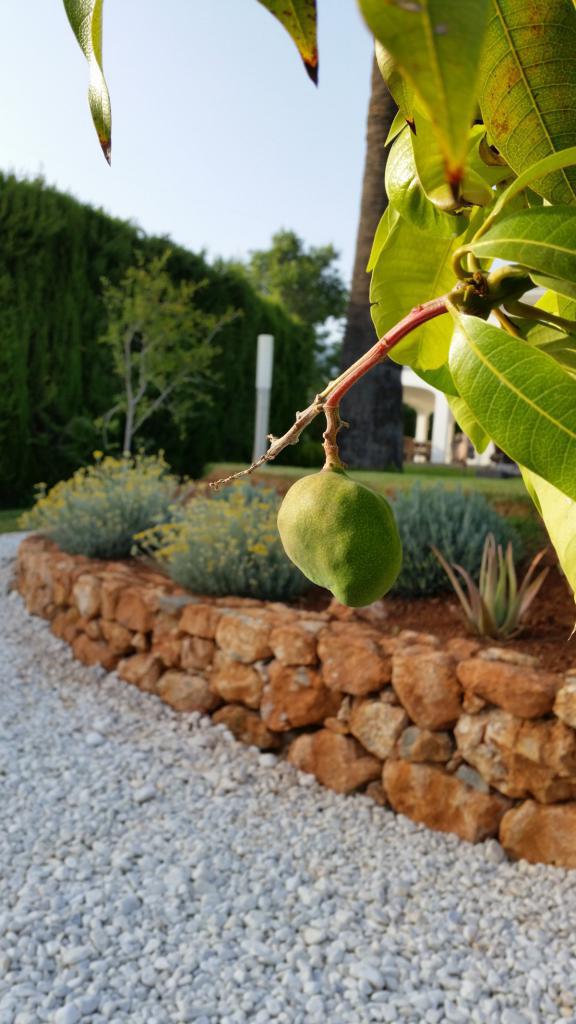 Obstbaum-Ebene mit weißen Steinen, Gartenmauer und Mango-Baum