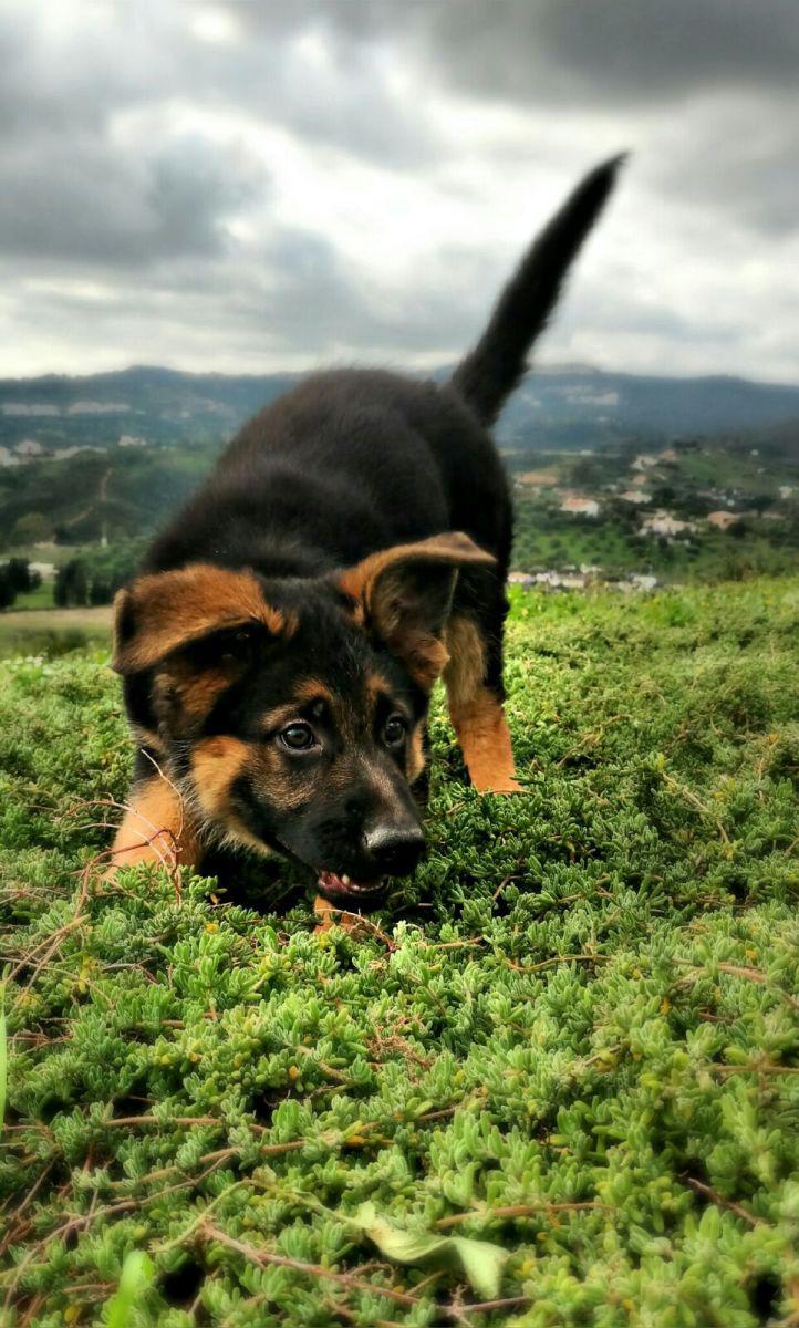 Schäferhund Welpen Luna mit 2 Monaten mit Panorama - so klein sind sie so süß