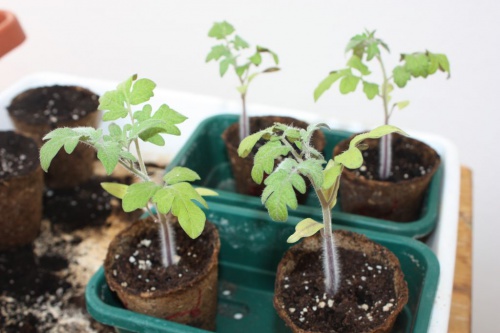 Tomaten nach dem pikieren