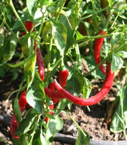 Reiche Peperoni (Fireflame) Ernte