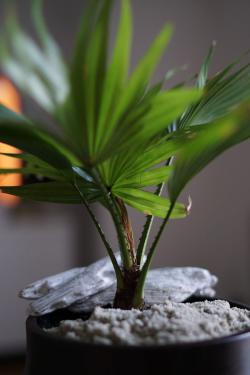 Eine kleine Palme in einem Blumentopf