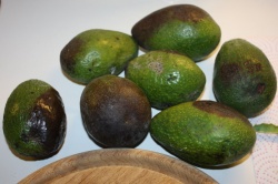 Frühe Avocado Ernte