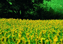 Blütenmeer im Frühling