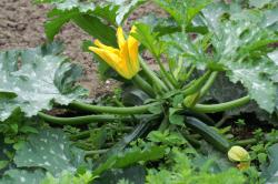 Zucchini Pflanze mit reifen Zuchinis