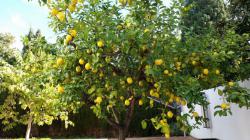 Alter Zitronenbaum im Januar voller Zitronen