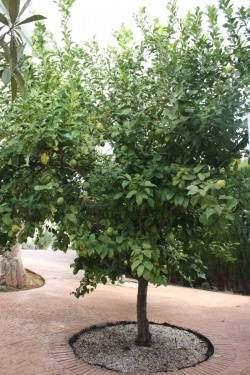 Mein Zitronenbaum