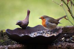 Vogel frisst Vogelfutter