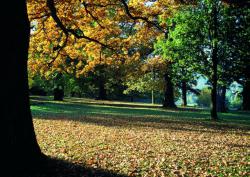 Bäume verlieren im Herbst ihre Blätter