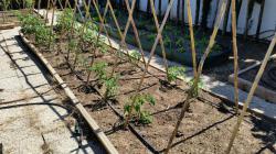 Mein Tomatengerüst und die ersten ausgepflanzten Tomaten im April