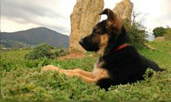 Schäferhund Welpen Luna mit knapp 2 Monaten im Profil