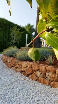 Obstbaum Ebene