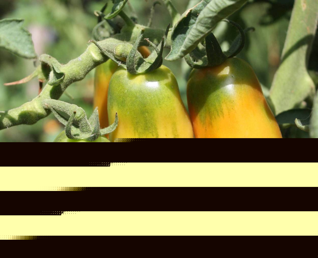 San Marzano Tomaten