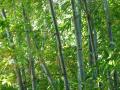 Bambus im Garten - er wächst und wächst...