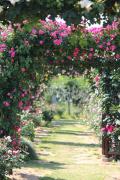 Rosenbogen im Cottage Garten