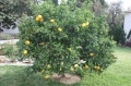 Mein Orangenbaum im November