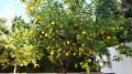 Alter Zitronenbaum im Januar voller Zitronen