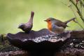 Schale mit Vogelfutter und Vogel