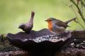 Schale mit Vogelfutter und Vogel