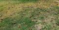 Gelber Rasen mit Unkraut und trockenem Laub im Sommer