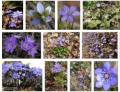 Leberbl�mchen im Wald und im Garten